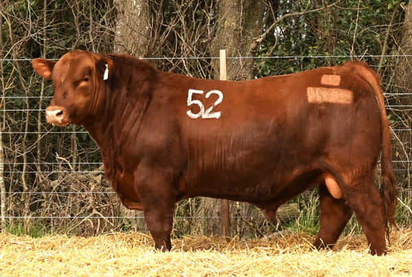 45732 — TOROS ANGUS PC