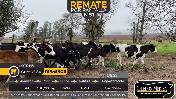 Lote 34 Terneros en Otra Localidad, Soriano