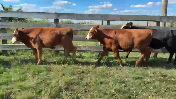 Lote NOVILLOS 1 a 2 AÑOS