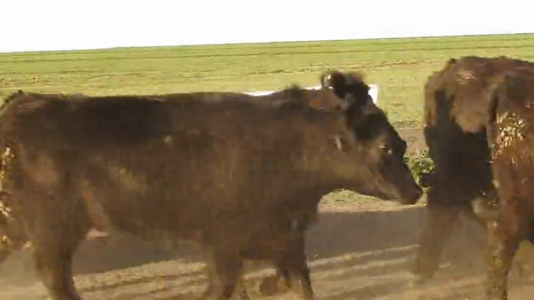 Lote 15 VAQUILLONAS ANGUS MAS