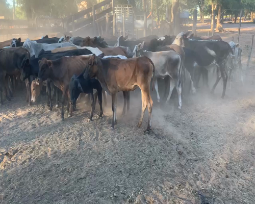 Lote 100 Terneros/as en Miraflores, Chaco