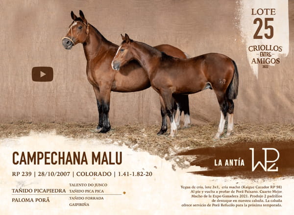 Lote CAMPECHANA MALU RP 239