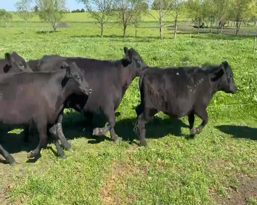 Lote 20 Terneras en Río Negro