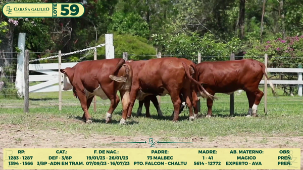 Lote LOTE 59