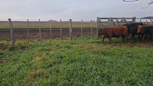 Lote 29 Terneras