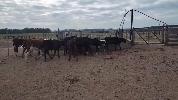 Lote 12 Terneros y Terneras, San José