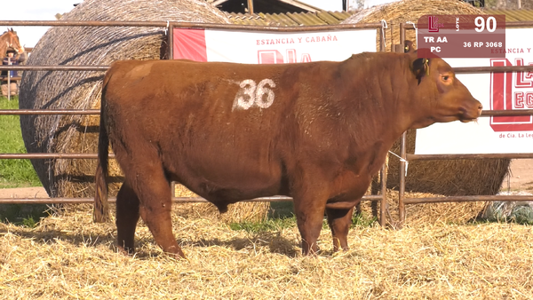 36 3068 — TOROS ANGUS COLORADOS  PC