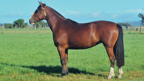 Lote CAÑADA NEVASCA