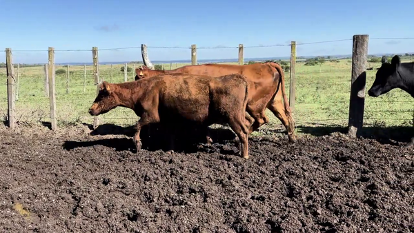 Lote VACAS PREÑADAS