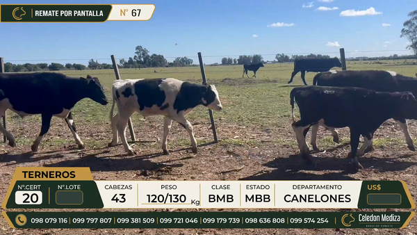 Lote 43 Terneros en Canelones