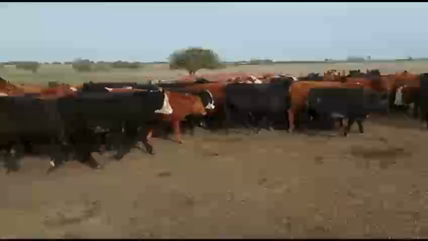 Lote 100 Novillitos en Gualeguaychú, Entre Ríos