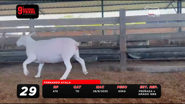 Lote LOTE 29