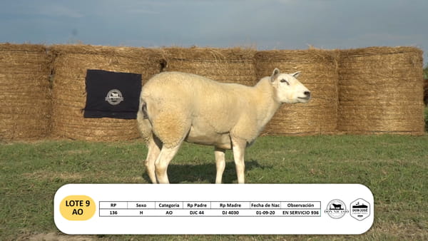 Lote Lote 9 - AO