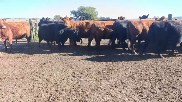 Lote 18 VACAS G/P CUT
