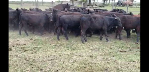 Lote 60 Terneros en Villaguay, Entre Ríos