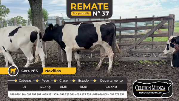 Lote 21 Novillos 1 a 2 años en Colonia