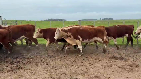 Lote 117 Novillos 365kg -  en Guaviyu - Km 105 - Ruta 27 - 13 km al Norte por camino vecinal