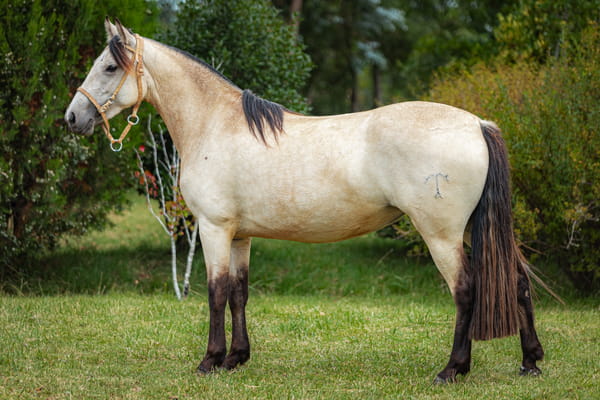 Lote Tobogan Cantora
