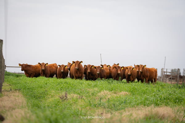 Lote VAQUILLONAS ANGUS COLORADAS PC C/GTÍA DE PREÑEZ
