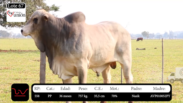 Lote LOTE 67