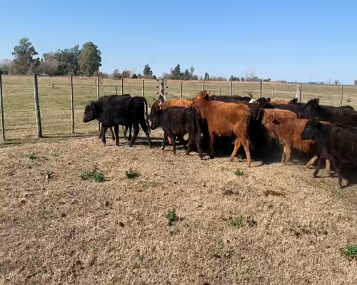 Lote 35 terneros/as - Gob. Udaondo Pcia Bs As