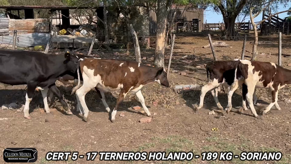Lote 17 Terneros en Soriano
