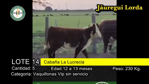 Lote VAQUILLONAS VIP SIN SERVICIO