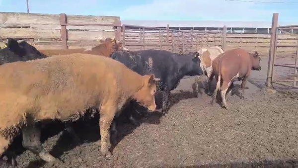 Lote 20 Vaquilla Gorda en Los Ángeles, VIII Región Biobío