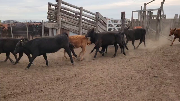 Lote 146 Terneras en Magdalena, Buenos Aires
