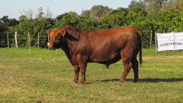 Lote CABAÑA COEMBOTÁ: RP 607