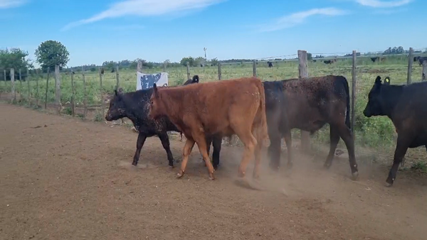 Lote 65 Terneros/as en Brandsen, Buenos Aires