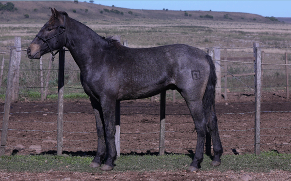 Lote REDOMON 288 DE NC