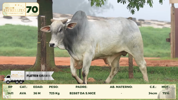 Lote LOTE 70