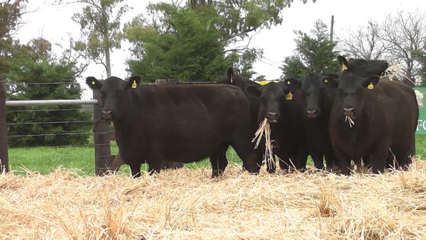 Lote VACAS ANGUS PC PREÑADAS SERVICIO OTOÑO