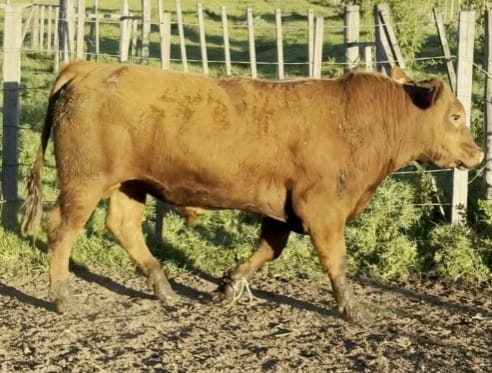 Lote PLANTEL X HEREJE