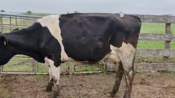 Lote Vaca 550kg - , San José