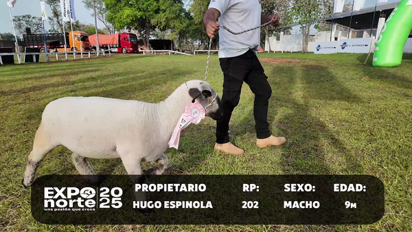 Lote RP 202
