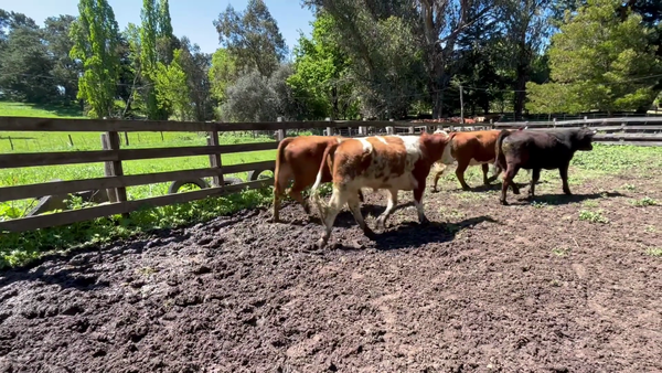 Lote 50 Novillo Engorda en VIII Región Biobío, Cabrero