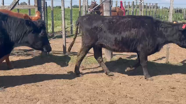 Lote 18 Piezas de cría 350kg - , San José