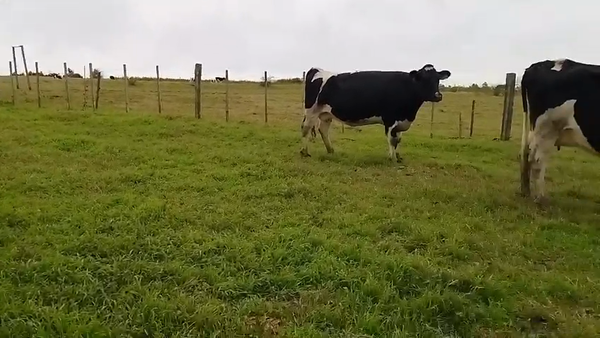 Lote 5 vacas Holando de I.N.R.