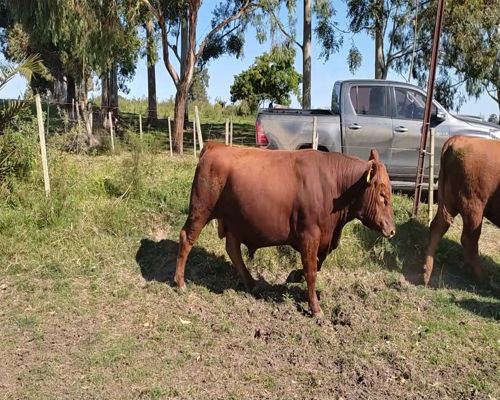Lote 4 Toros 3 RA Y 1 AA 550kg - , Colonia