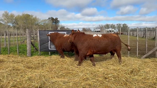 Lote 2 Toros PC