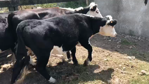 Lote 4 Vaquillonas  Hereford Negras en Laurel