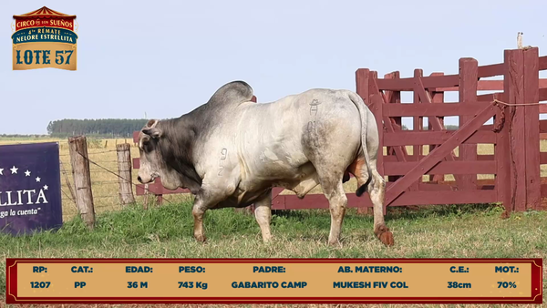 Lote LOTE 57