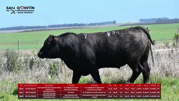 Lote LOTE 7 - ABERDEEN ANGUS PI