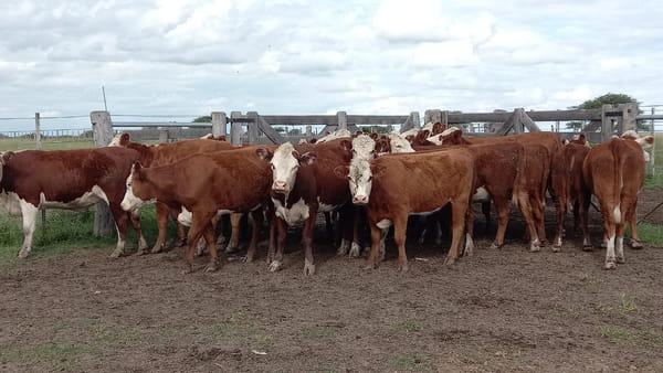 Lote SAENZ VALIENTE, BULLRICH Y Cia. S.A.