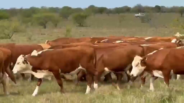 Lote 70 Novillitos en Corrientes, Curuzu Cuatia