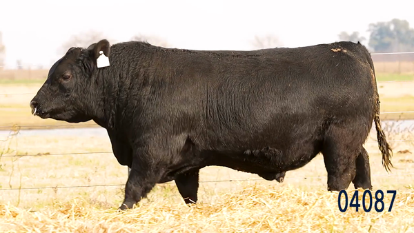 Lote Toro