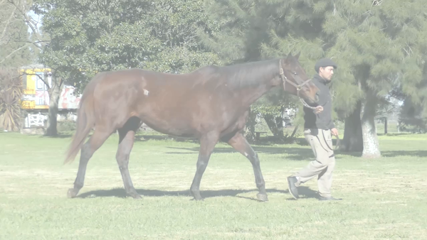 Lote FORTY'S TOP ONE (TIZNOW  -  FORTY MARINESCA)