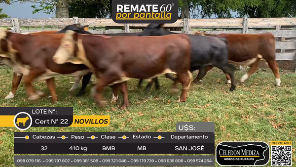 Lote 32 Novillos en San José , San José